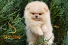 Pomeranian BOO medvdci, tata Pomeranskho pice