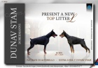DOBERMAN tata na prodej