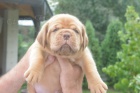 Bordeauxsk doga (Dogue de Bordeaux) krsn tata