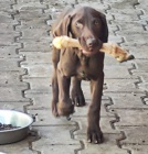 Nabdka tnte nmeckho ohae krtkosrstho