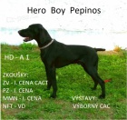 Nabdka tnte nmeckho ohae krtkosrstho