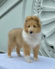 tata sheltie k adopci