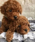 toy pudla toy pudla