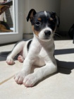 tata jack russell terira.