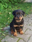 Rotvajler