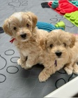 MINI Maltipoo
