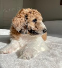 tata Ausiedoodle