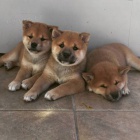 tata shiba inu