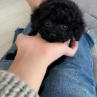 černého Toy pudla černého Toy pudla
