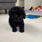 ernho Toy pudla