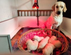 Nabdka tat labradorskho retrievera