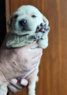 Nabdka tat labradorskho retrievera