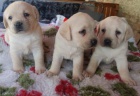 Nabdka tat labradorskho retrievera