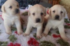 Nabdka tat labradorskho retrievera