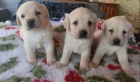 Nabdka tat labradorskho retrievera