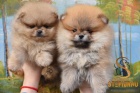 Pomeranian BOO štěňata Pomeranian BOO štěňata