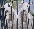 Standardn Bull Terrier tata