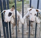 Standardn Bull Terrier tata