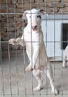 Standardn Bull Terrier tata