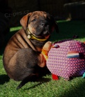 Tosa Inu - tata s PP