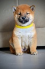 Shiba Inu tata