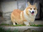 Welsh Corgi Pembroke  Krsn tata
