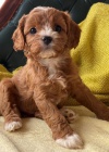 Cavapoo