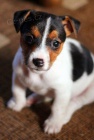 tata jack russell terira.