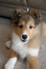 tata sheltie k adopci