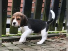 B�gl/t� beagle
