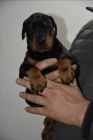 DOBERMAN tata na prodej