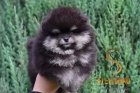 Pomeranian BOO tata