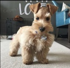 Kn�ra� mal� �t���tka