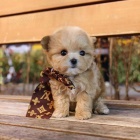 MINI Maltipoo