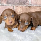 trpasli tata jezevka hladkosrstho