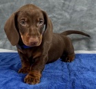 Prodm ndhern ttka jezevk.