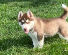 istokrevn tata sibiskho huskyho