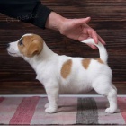 jack russell terira.