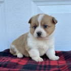 tata Welsh Corgi Pembroke