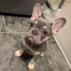 francouzskho buldoka.