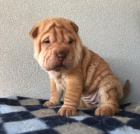 okovan shar-pei.