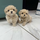 Maltipoo