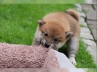 Shiba inu �t���tka
