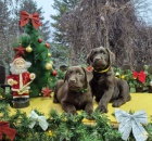 �okol�dov� �t��ata labradorsk�ho retr�vra