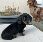 Jezev��k hladkosrst� trpasli��