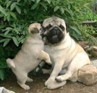 Mopsl�k, Pug