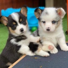 �t��ata Pembroke Welsh Corgi