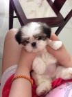 �t��ata SHIH TZU