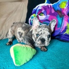 francouzsk�ho buldo�ka.