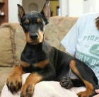 Dobrman �t���tka